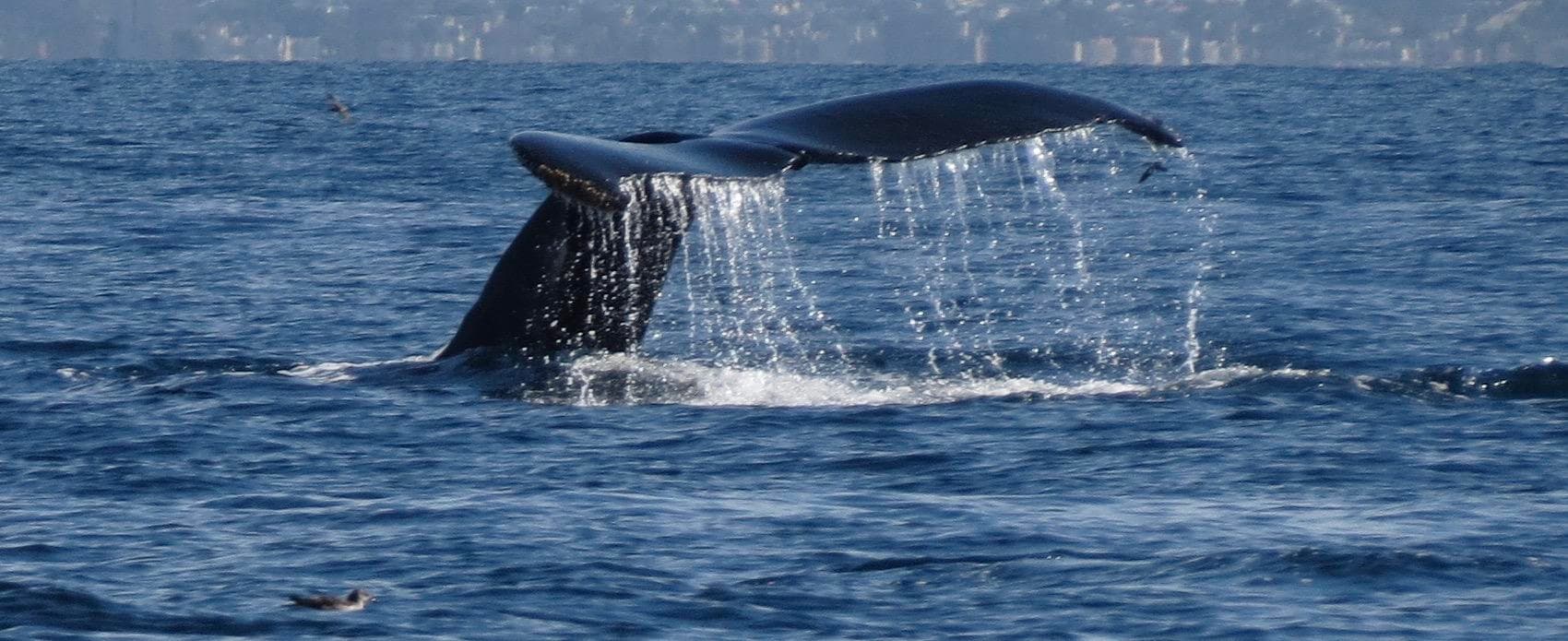 VIP Whale & Dolphin Adventure with Tailwalker Sportfishing