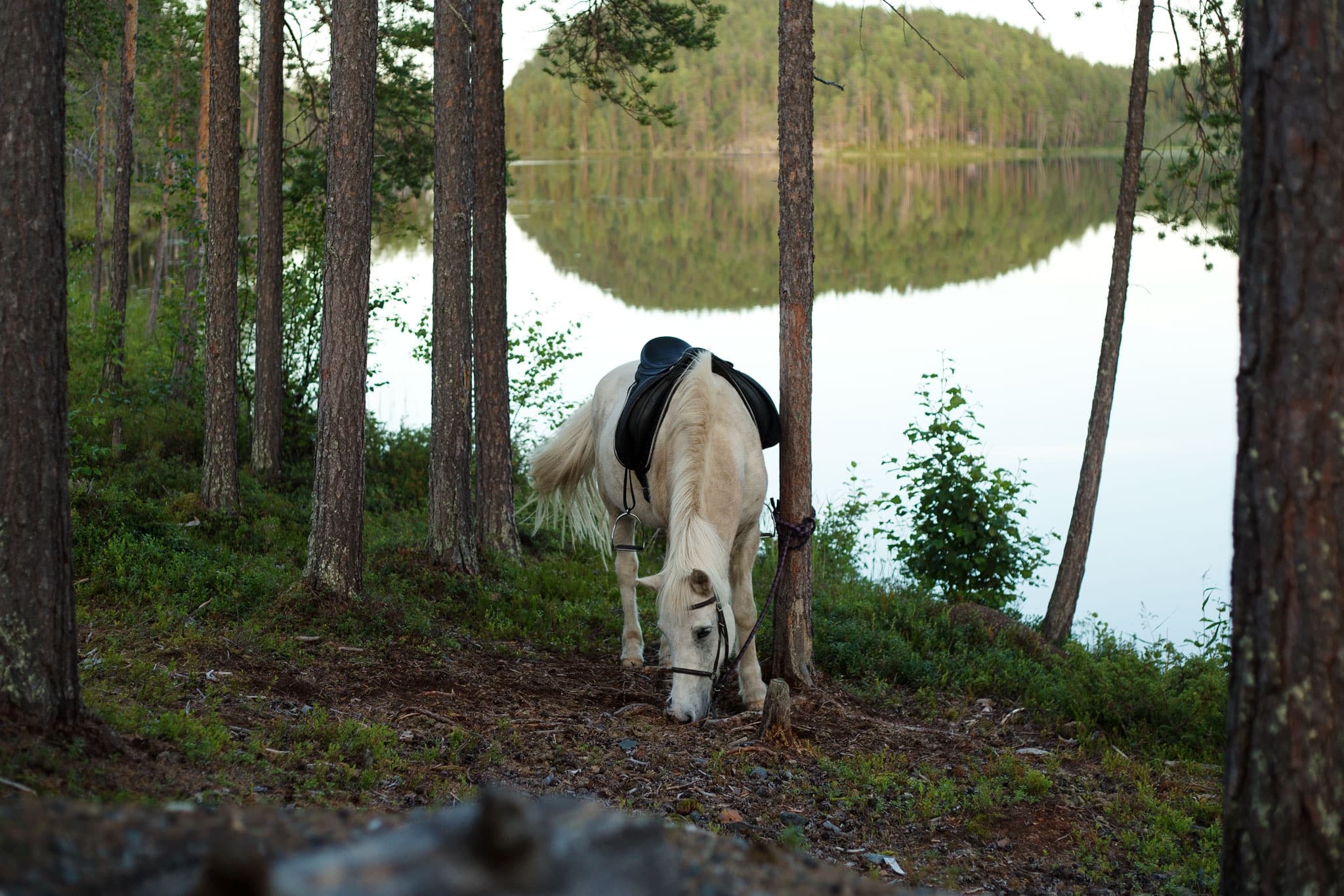 Explore Lapland’s Boreal Beauty on an Icelandic Horse Adventure