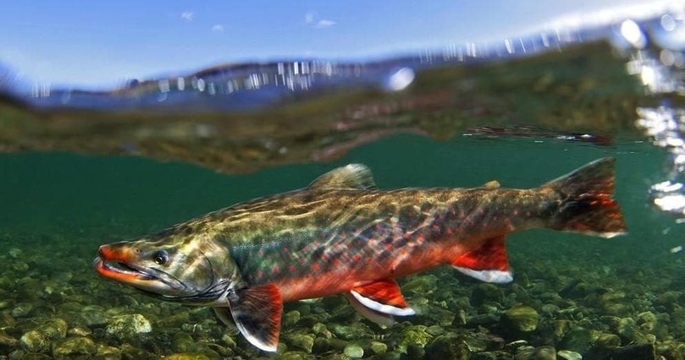 Alaska River Adventures: King Salmon Fishing in Seward