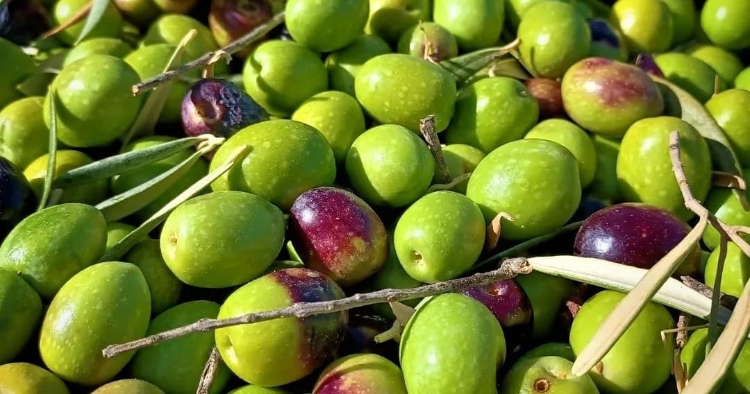 Málaga Olive Oil Experience | Guided Tour in Ronda | Food Tour, Factory Tour