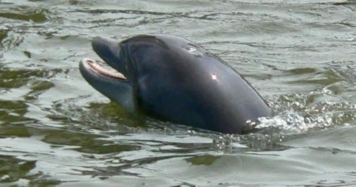 Explore Hilton Head Island's Wildlife on an Unforgettable Dolphin & Nature Cruise