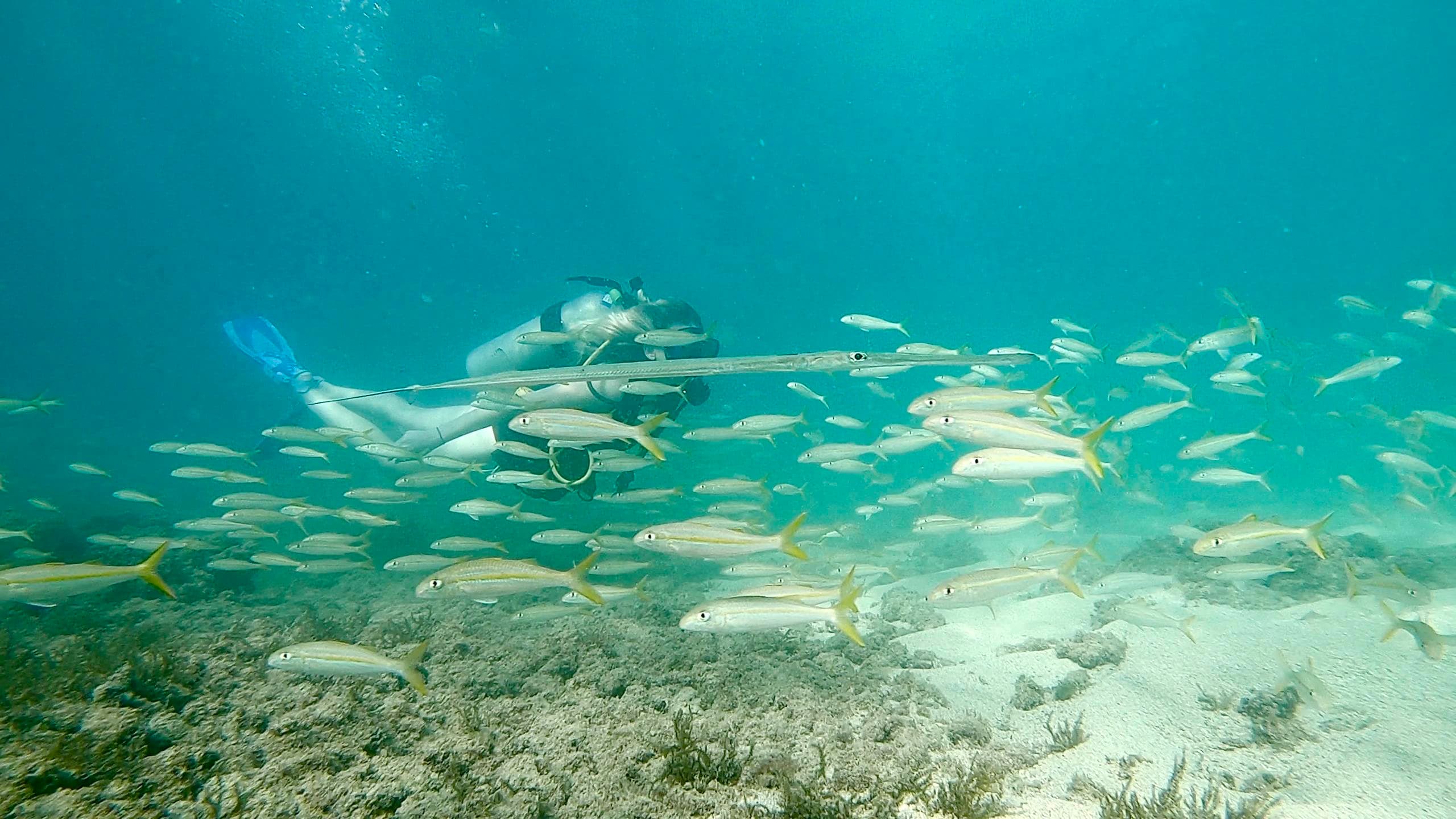 Underwater panoramic of schooling fish over sandy reef in Puerto Rico