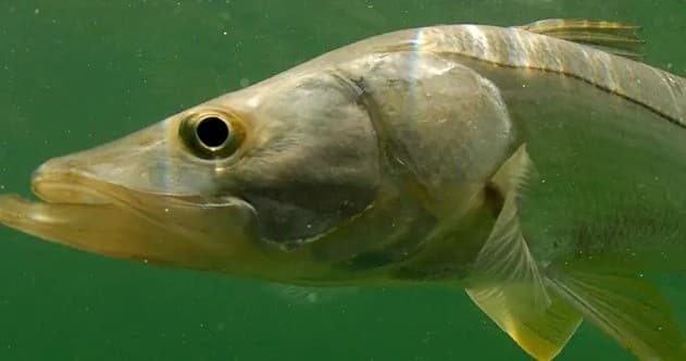 Inshore & Nearshore Fishing with Teal Water Charter Company in Sarasota