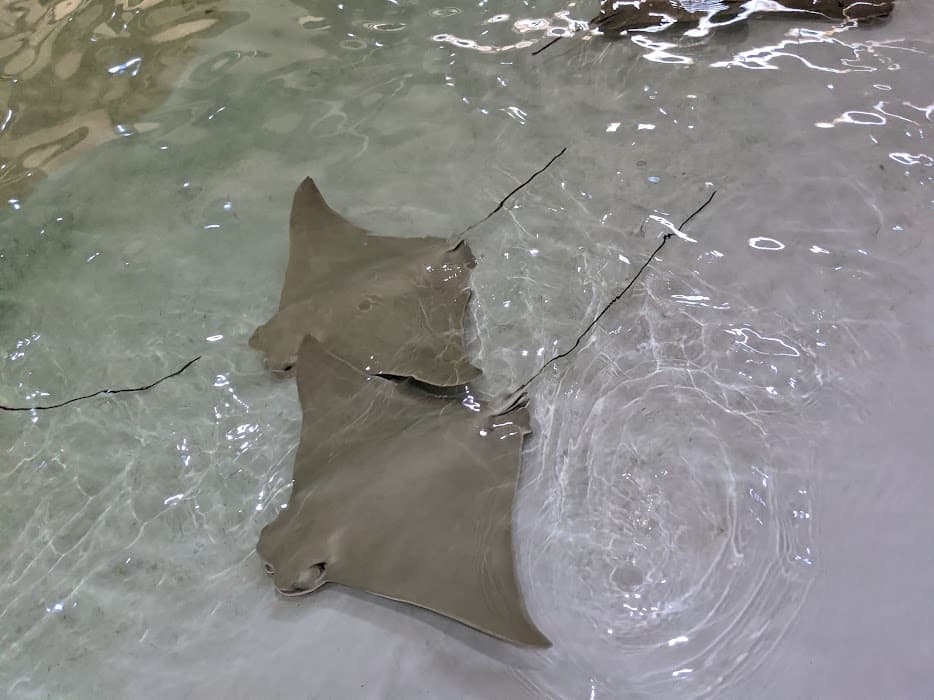 Animal Care Tour & Aquarium Viewing in Denver photo 1