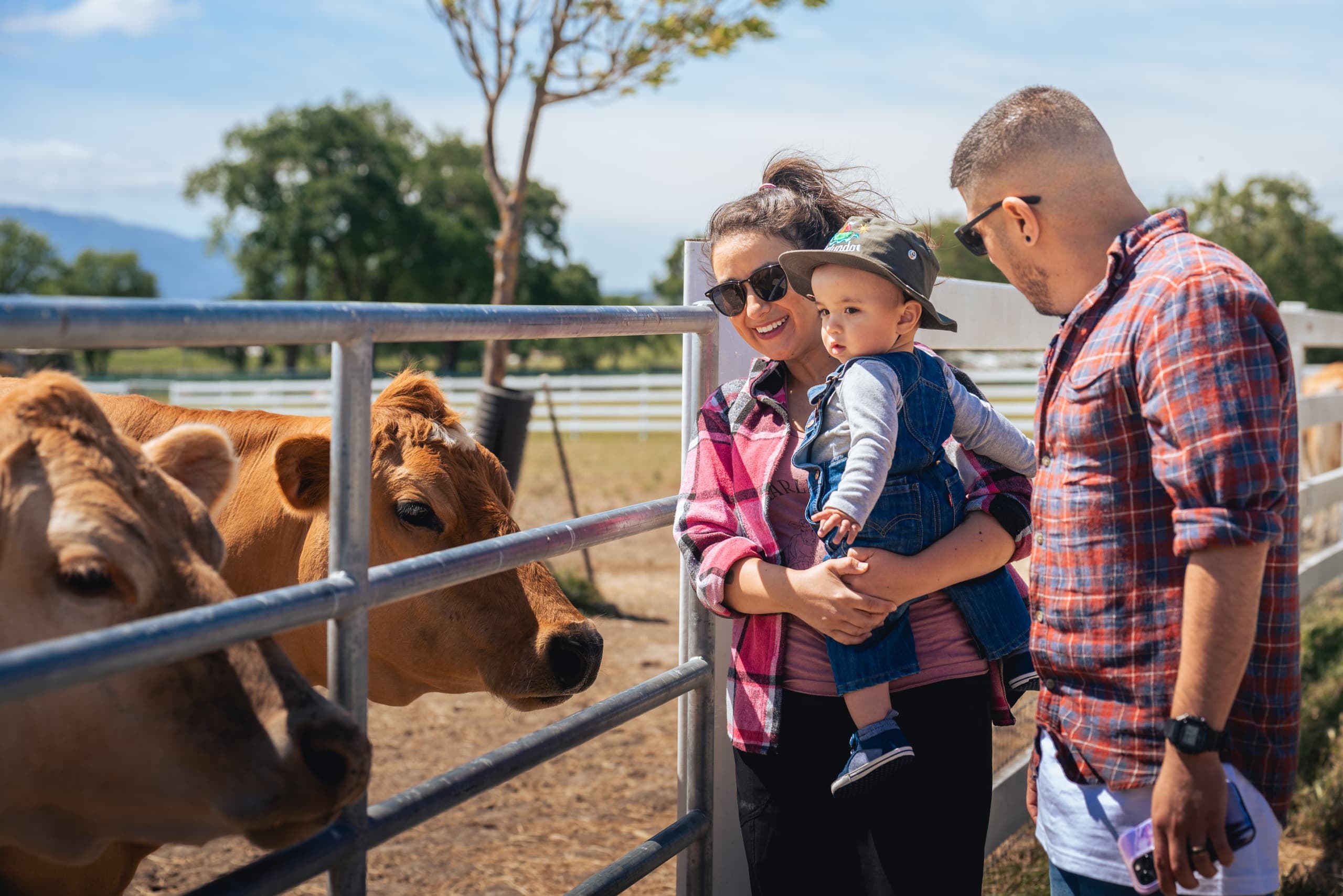 Discover Charlie's Acres: A Guided Sanctuary Walk Among Rescued Farm Animals in Sonoma