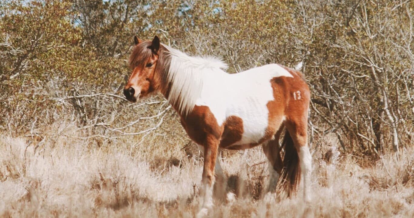 Explore Chincoteague Island on the Teaguer Tour: Wildlife, Wild Ponies, and Fresh Seafood Adventure