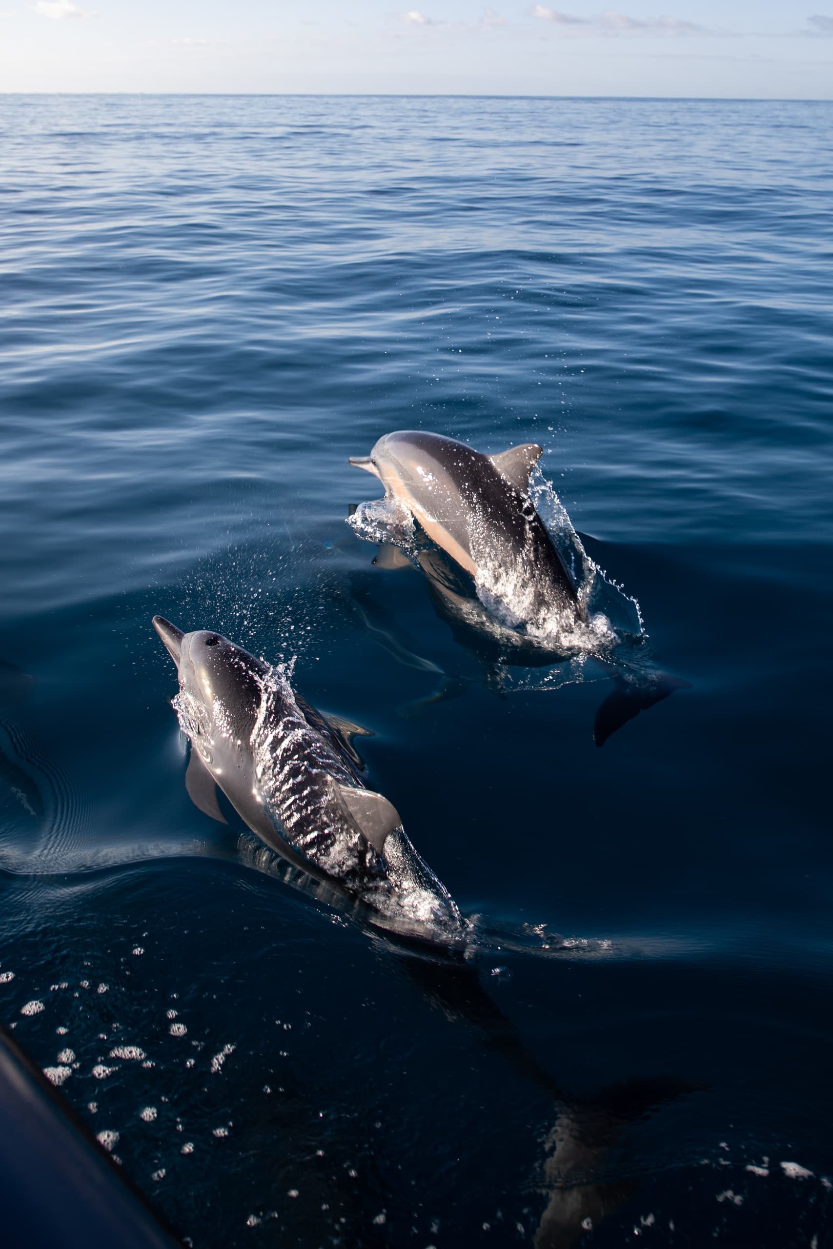 Private Boat Charter: Create Your Own Ocean Experience from Kewalo Basin photo 4