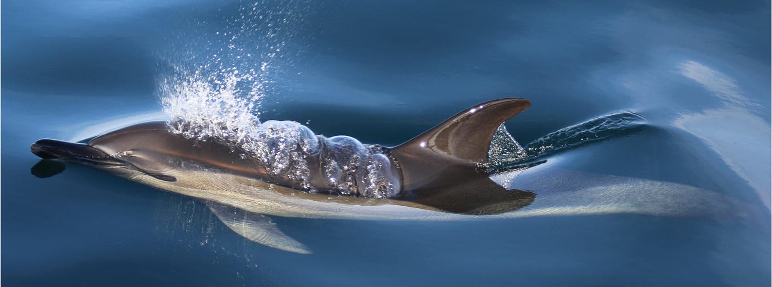 Dusky dolphin skimming water surface with splash, coastal ride