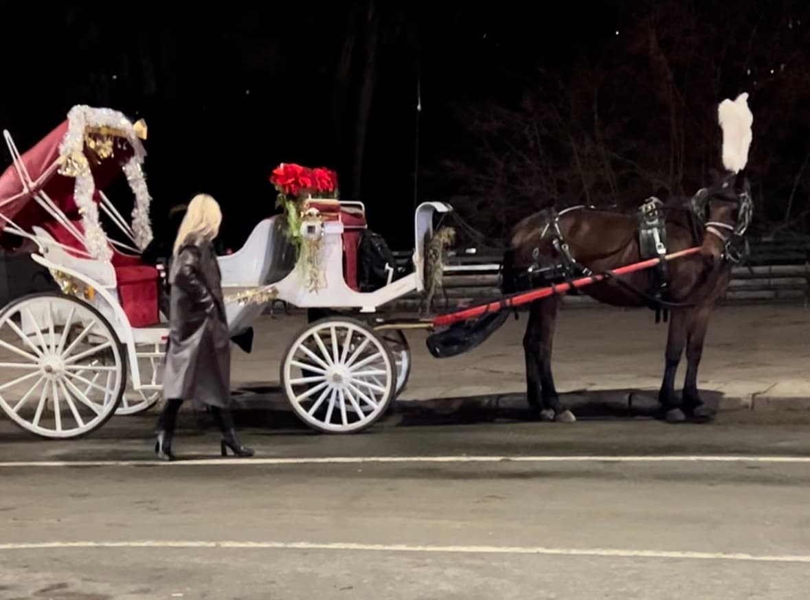 Horse-drawn carriage parked on city street for evening tours
