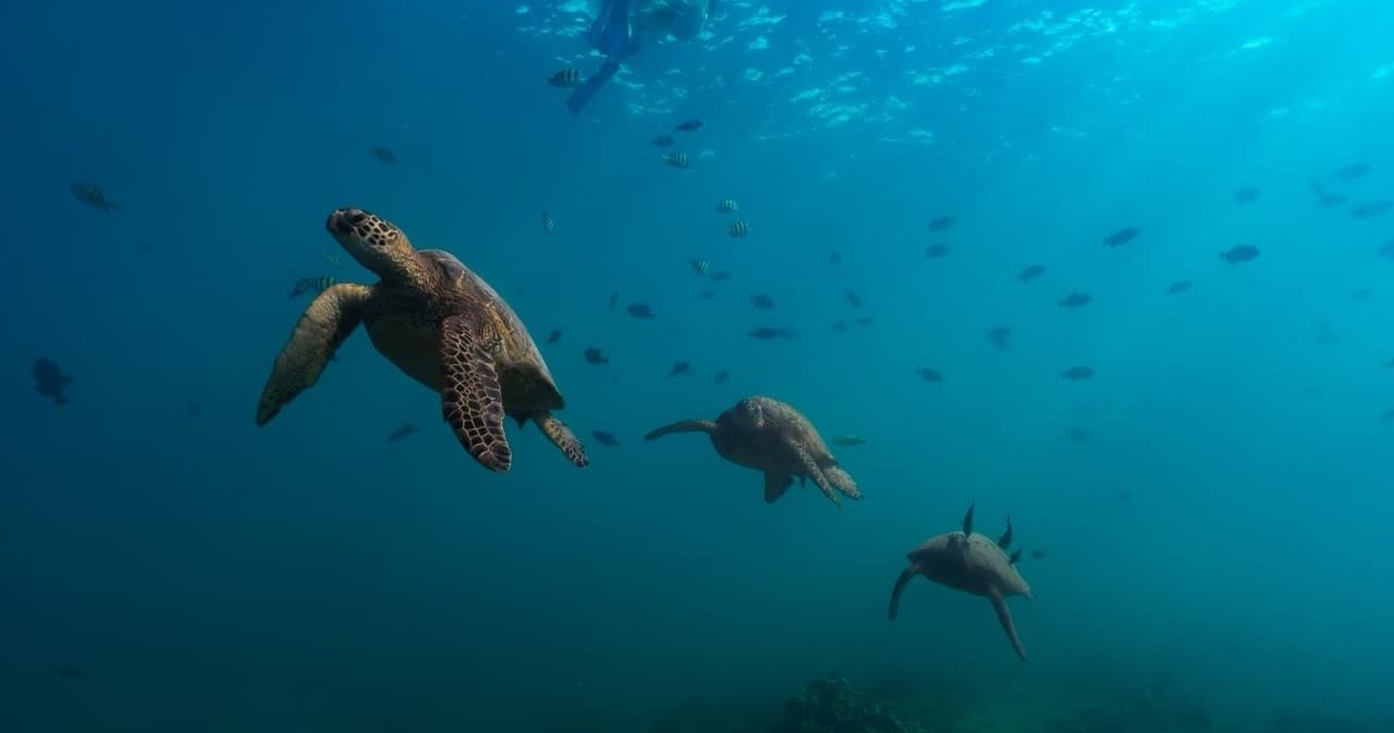 Honolulu Snorkel Company fleet
