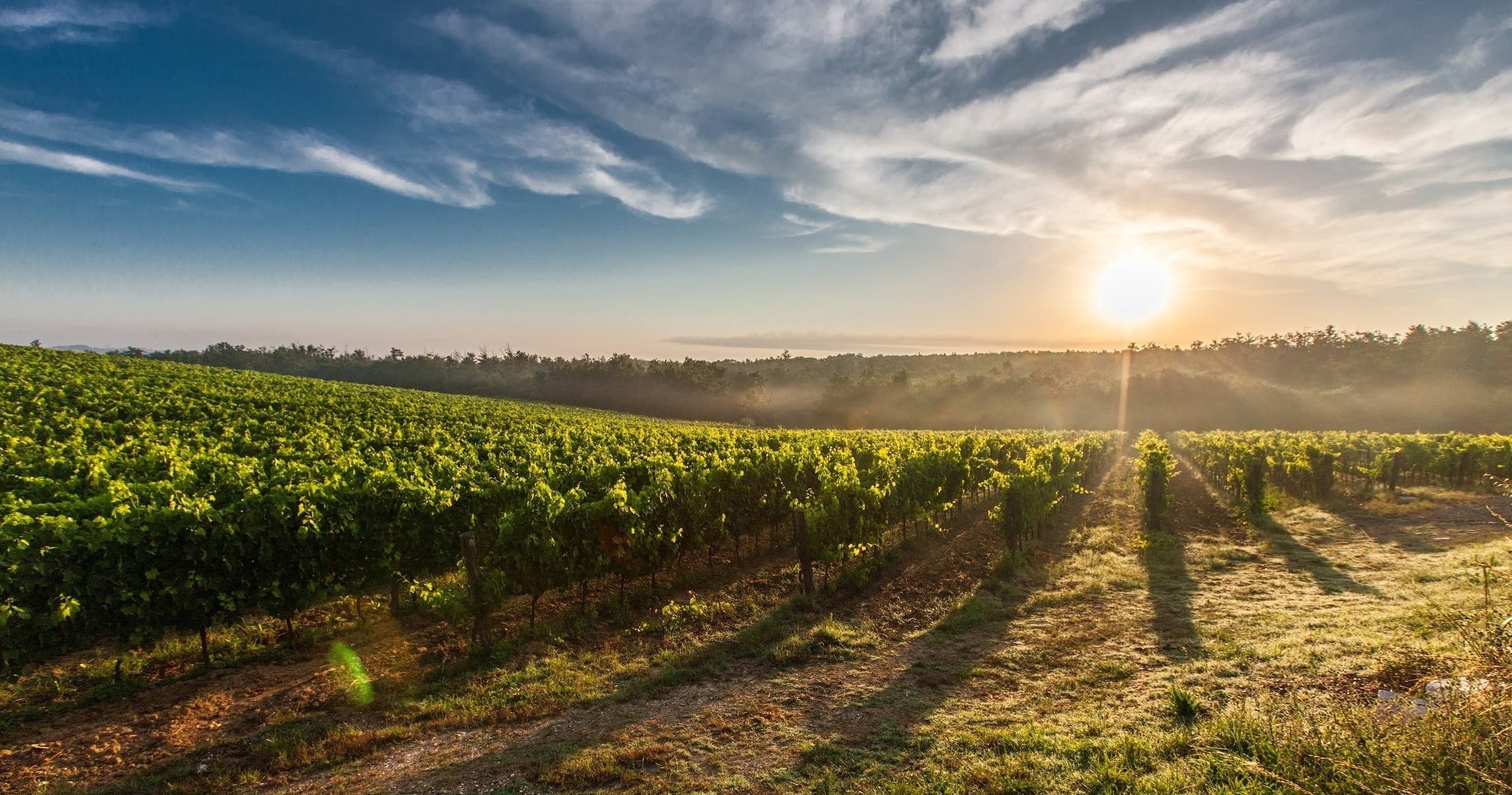Sunrise over vineyard rows, scenic Willamette Valley landscape