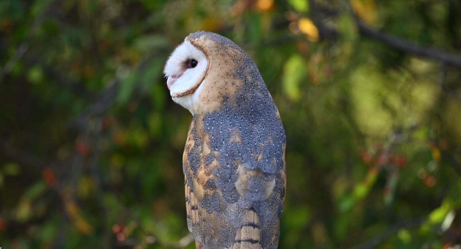 Extended Falconry Experience with Masters Of The Skies in PA
