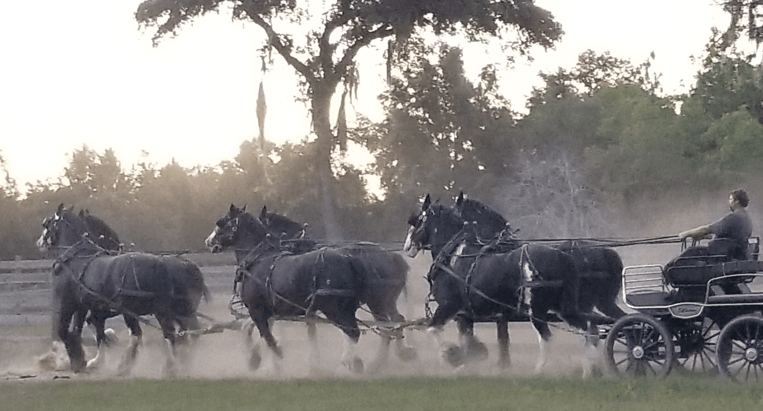 Clydesdale Carriage Dinner Show at Grandview Clydesdales