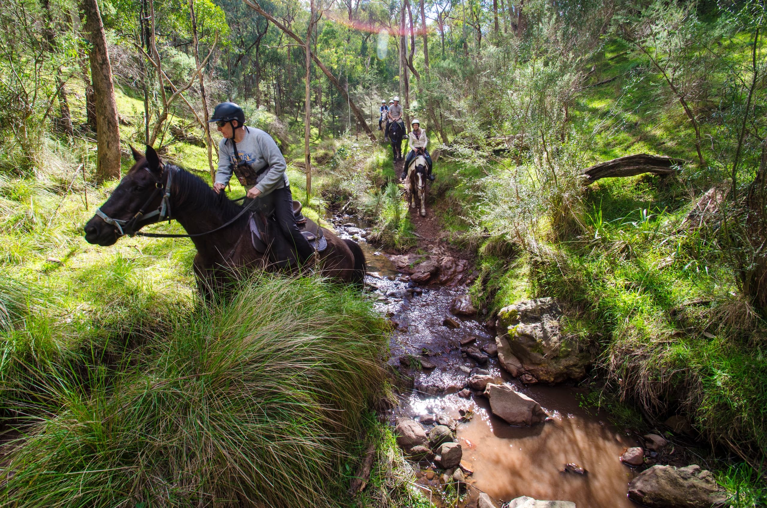 Horse navigating rocky creek crossing in lush forest trail