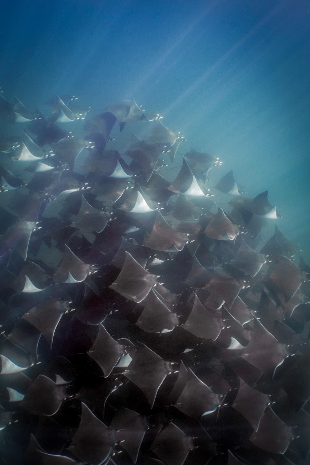 Nautilus Dive Tech fleet