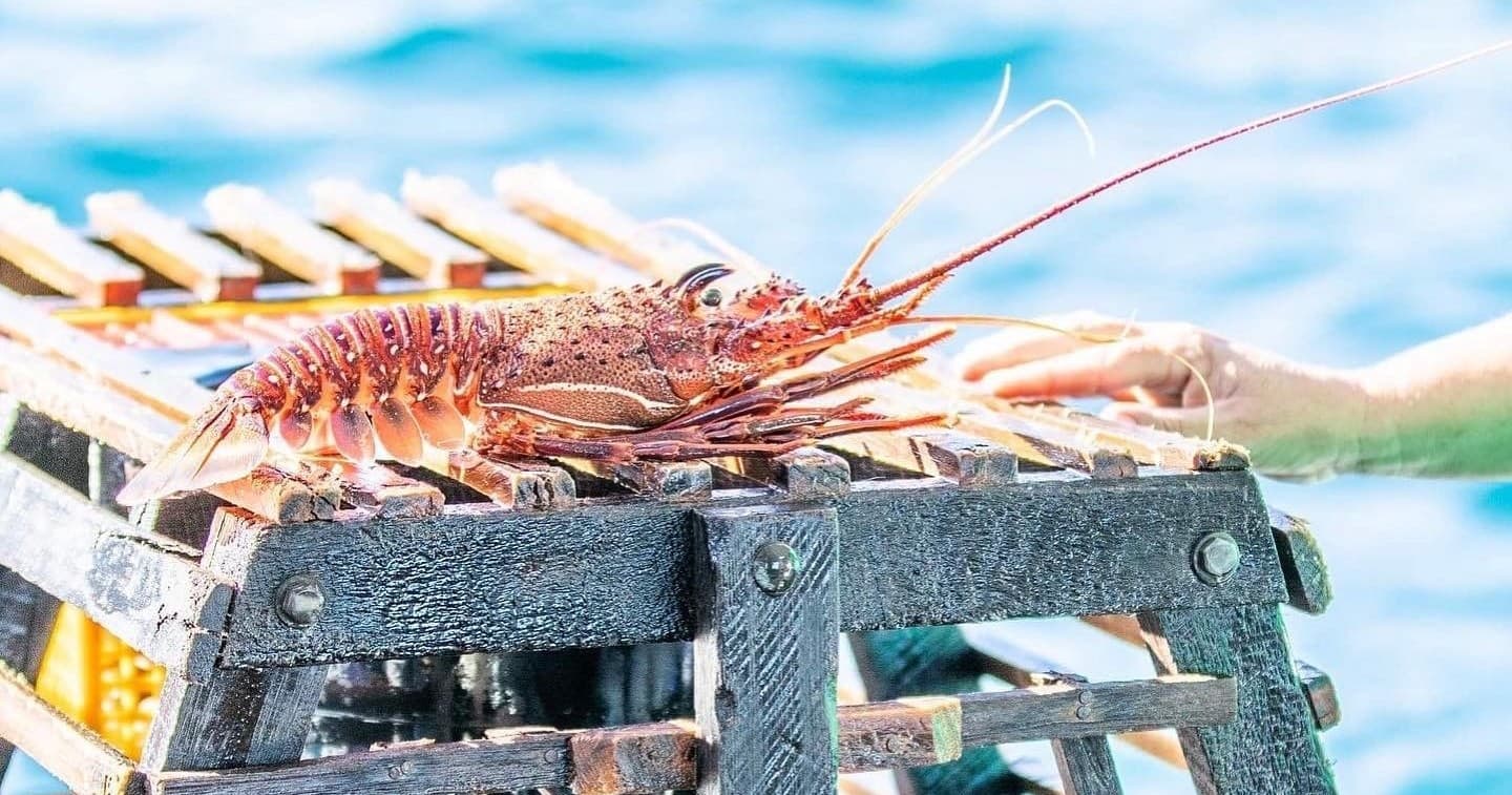 Kalbarri Rock Lobster Pot Pull Tour Adventure