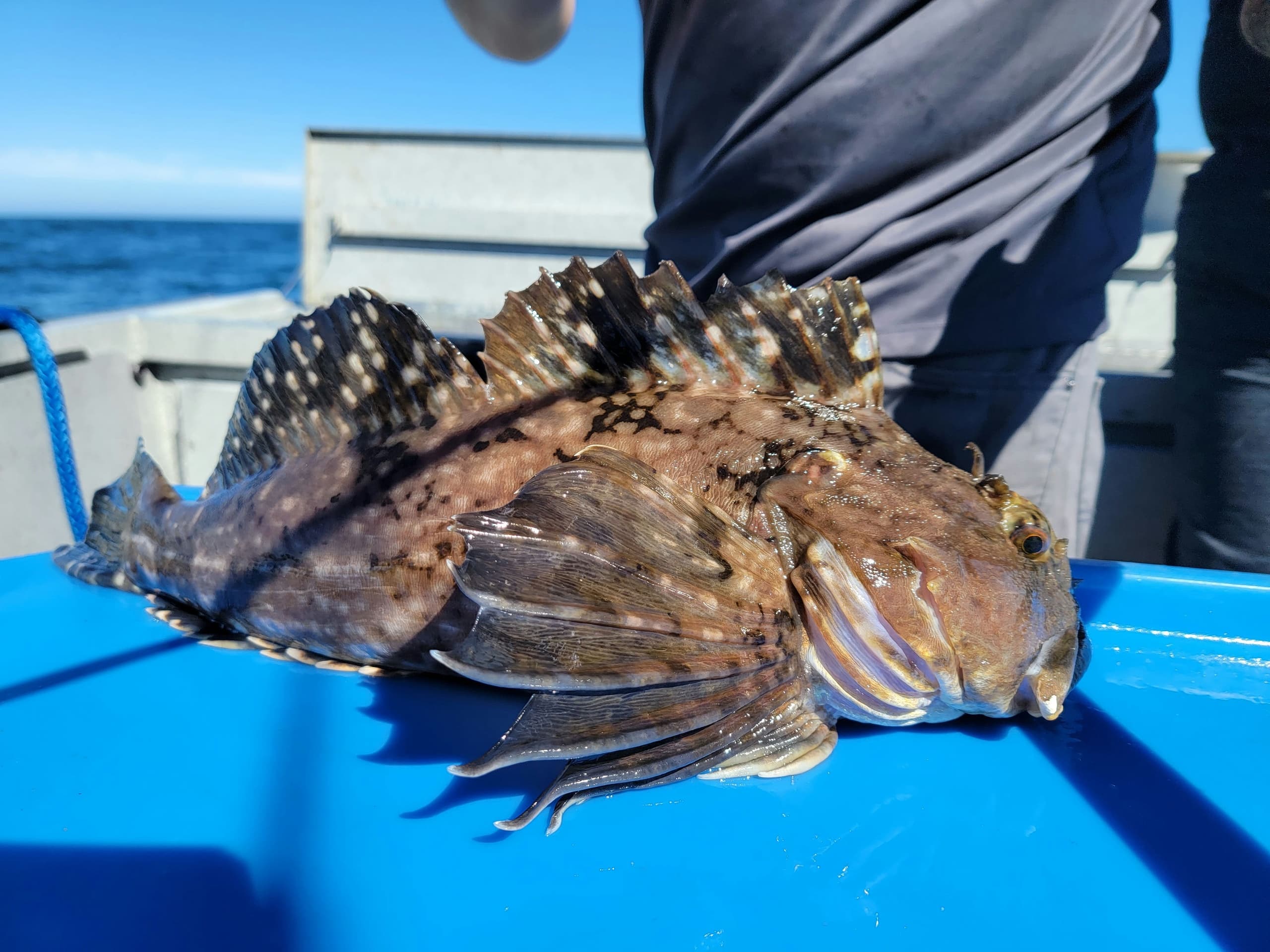 Rockfish & Lingcod Combo with Lucky Landings Guide Service in Charleston