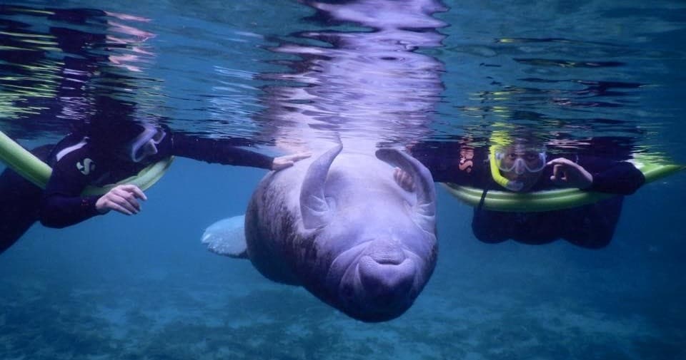 Snorkelers encountering friendly manatee in shallow coastal lagoon