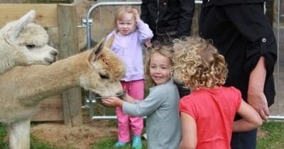 Wildlife & Family Fun at Cornerstone Alpaca Farm