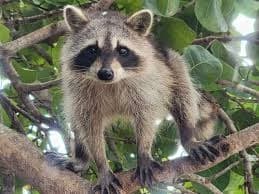 Jet Ski Raccoon Island Adventure with Jetski Rentals of South Florida