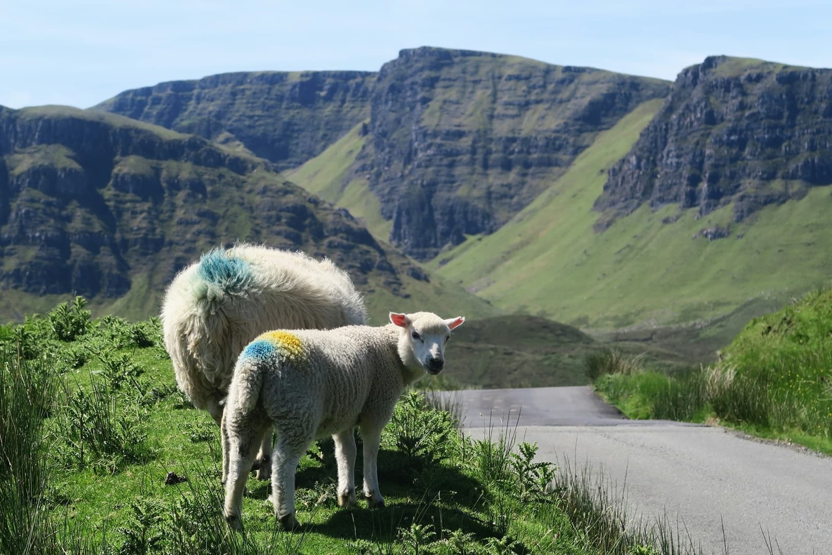 Sheep grazing on green highland valley road with dramatic cliffs
