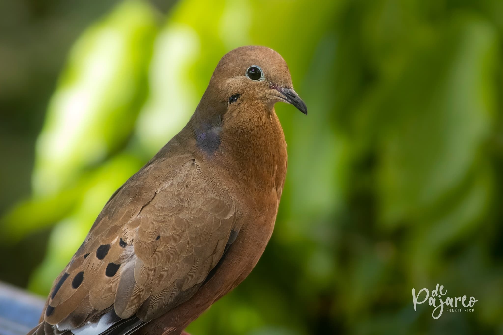 Birdwatching in Old San Juan with Tours 4 Less