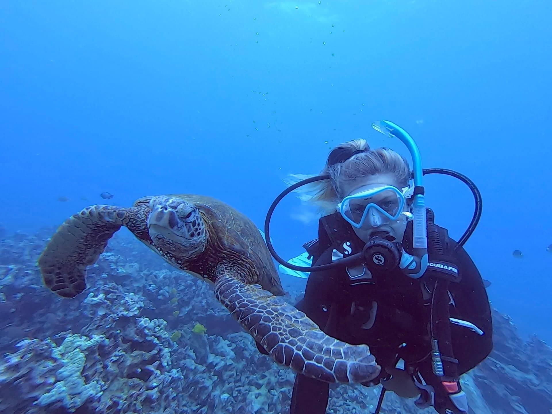 Scuba diver encounters sea turtle on coral reef dive