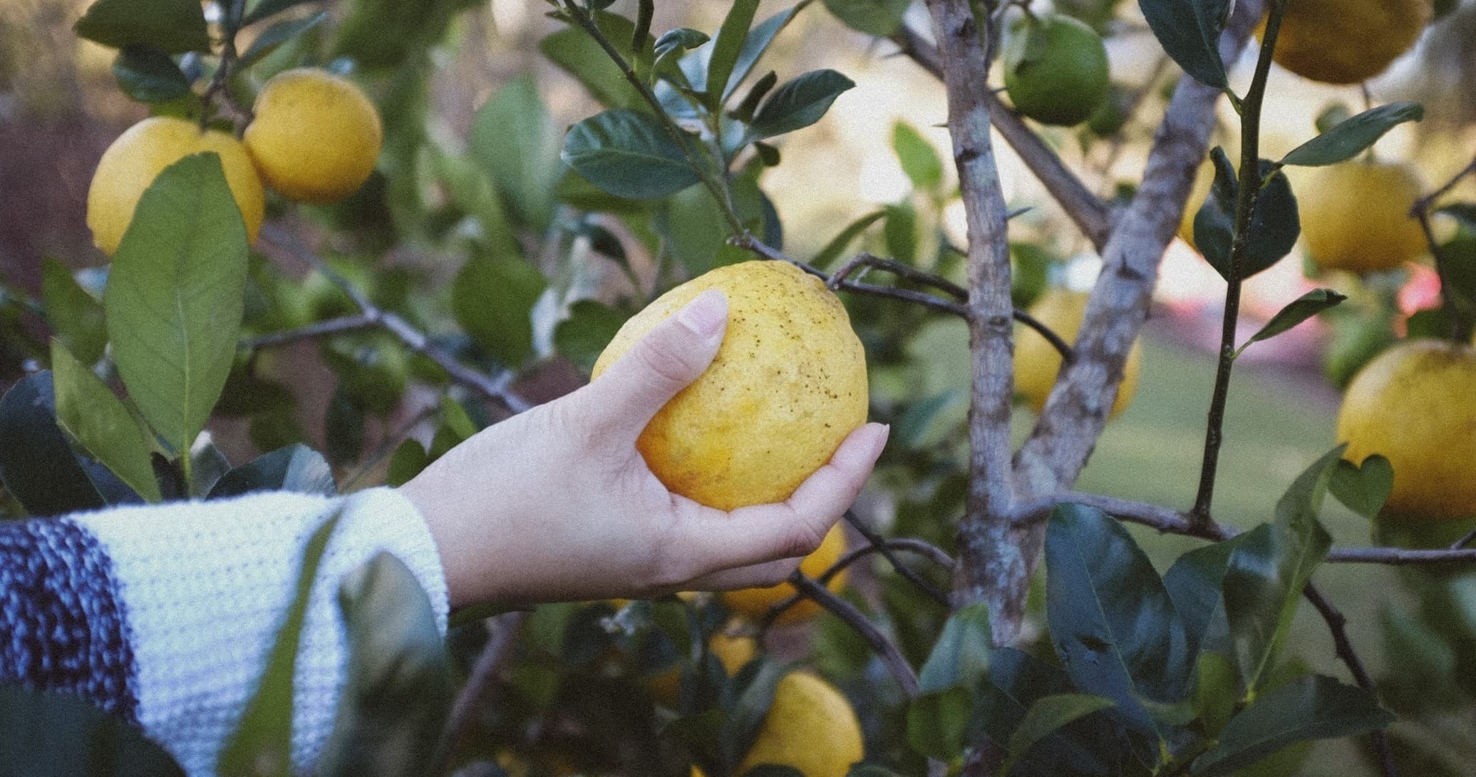 Organic Farm Tours & Culinary Classes in Sorrento