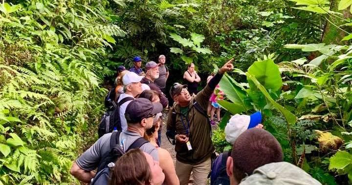 Guided group nature walk, dense El Yunque rainforest observation
