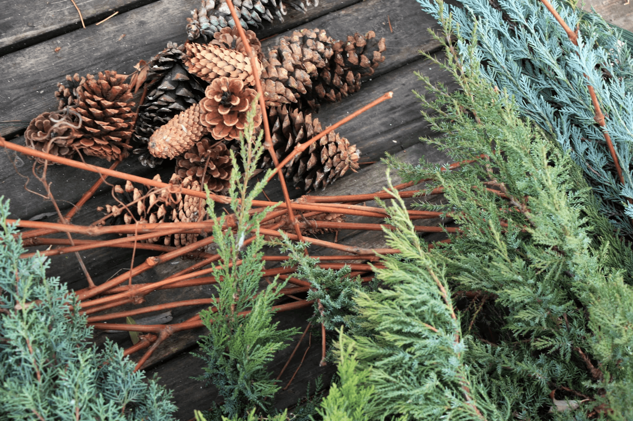 Pinecones and evergreen branches on wooden deck foraging scene