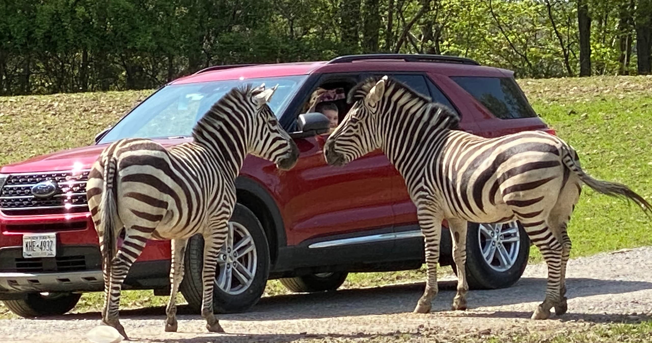 Zebras interacting with visitors during safari drive