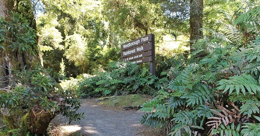 Hinterland & Rainforest Tour — Waterfalls, Glow-worms & Historic Tin Mines in Tasmania