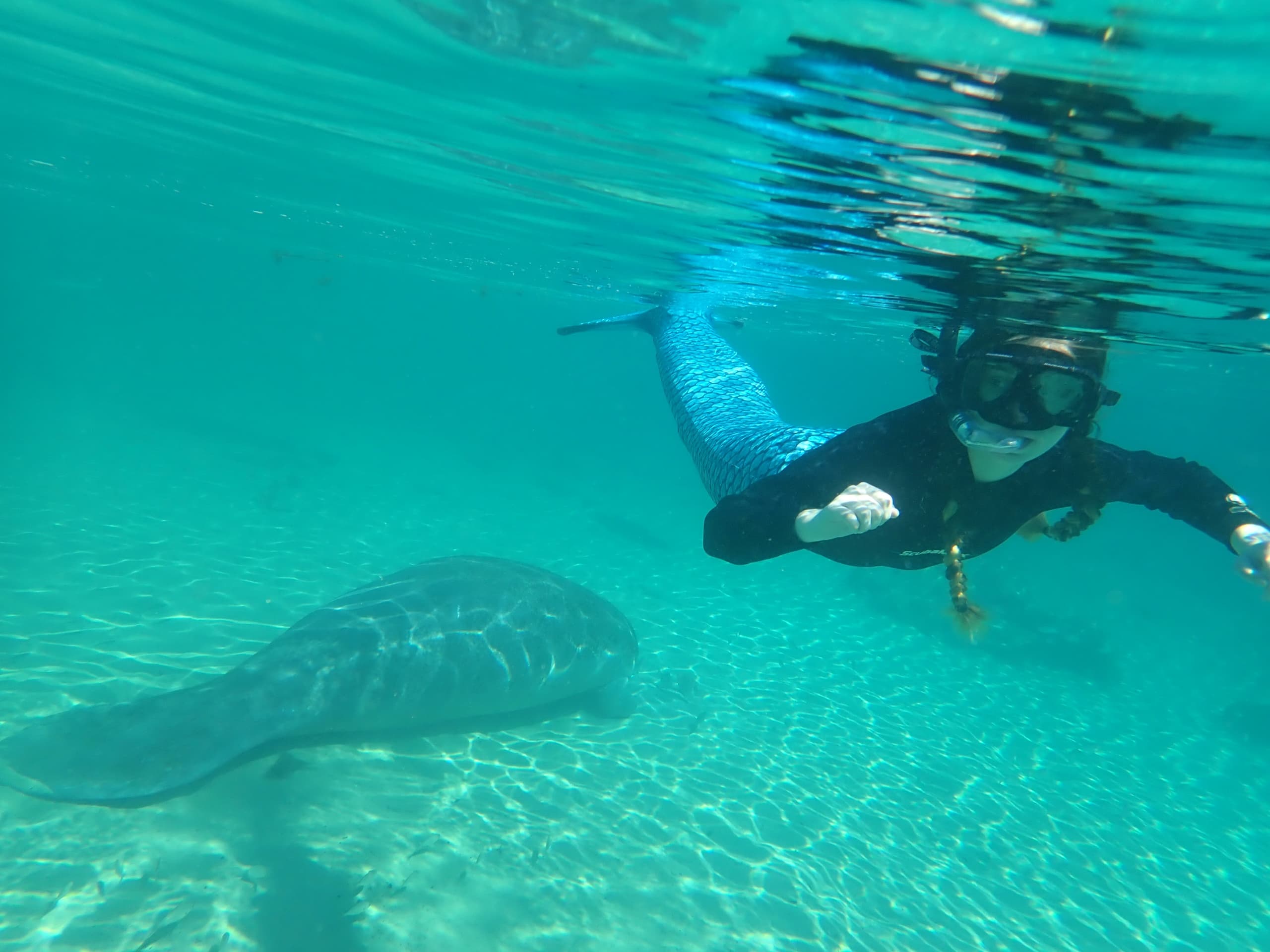 Swim with Manatees and Become a Mermaid in Crystal River, Florida