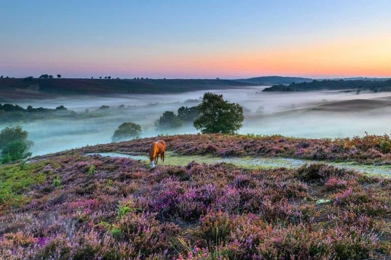 Coastal & Forest Adventures with London Country Tours