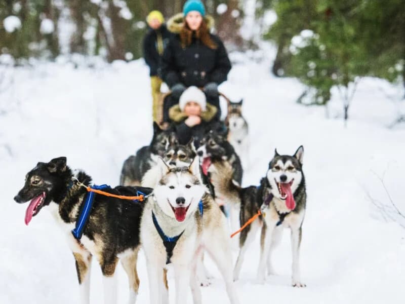 Husky Safari Rovaniemi: Guided Dog-Sled Adventures in Lapland