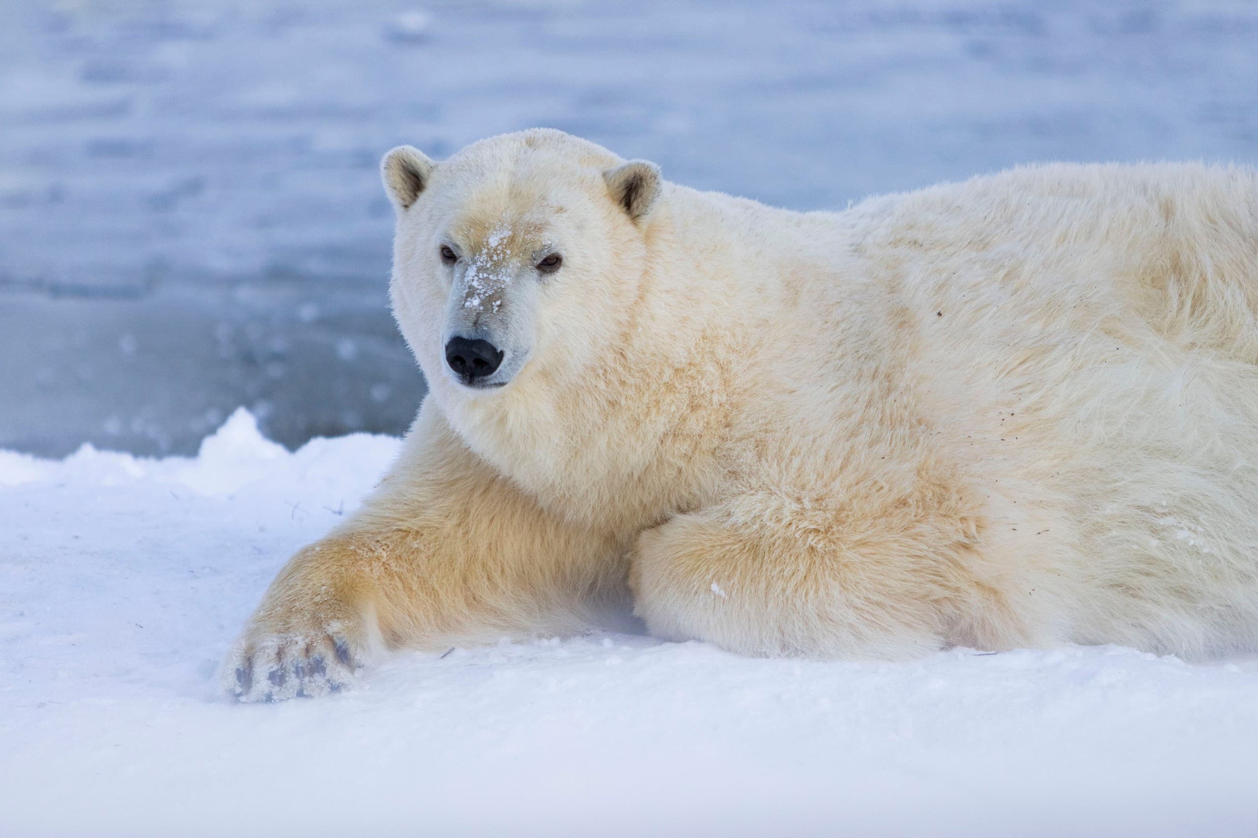 Private Ranua Wildlife Park Experience: Guided Arctic Animal Encounters near Rovaniemi photo 1