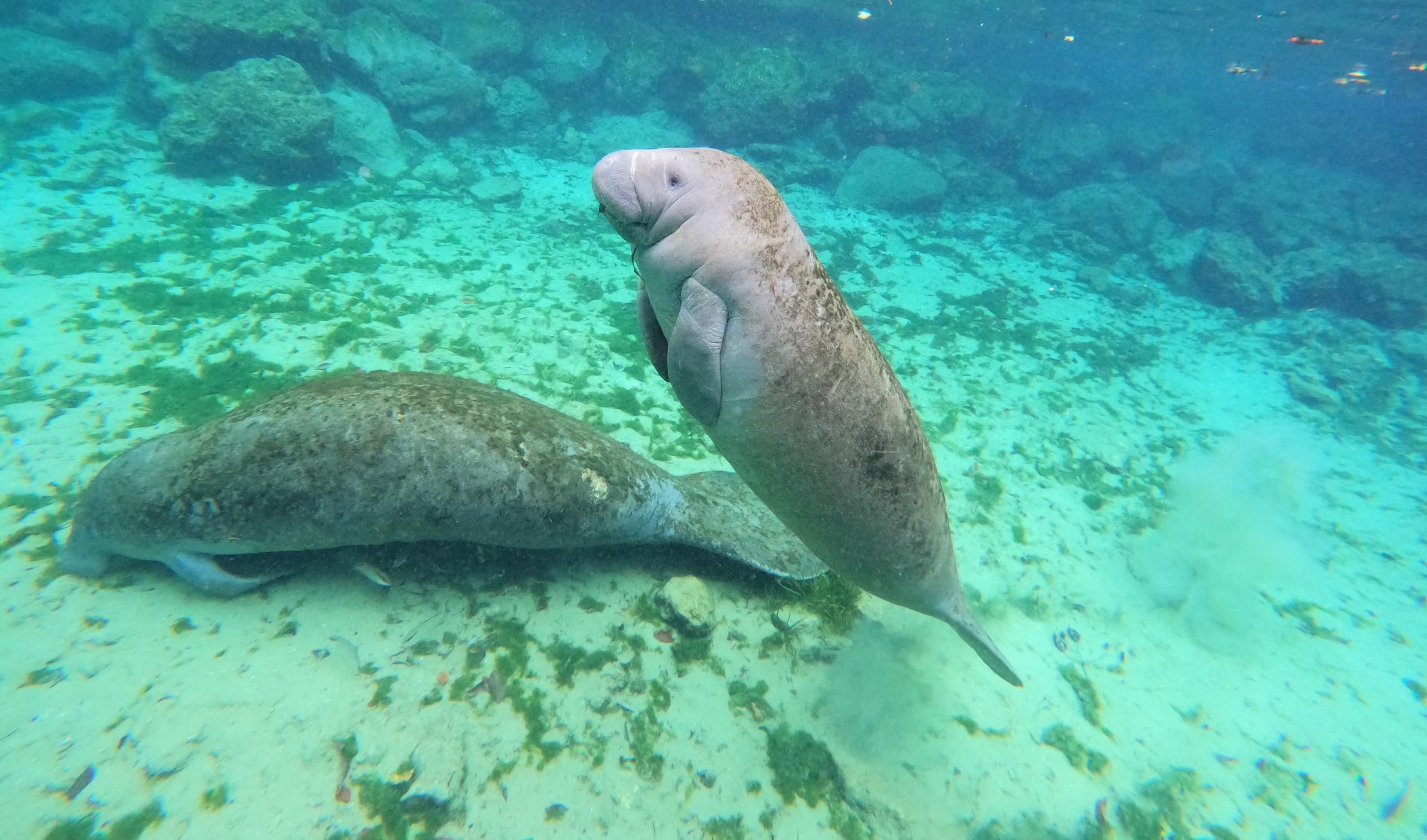 Kayak & Swim with Manatees in Crystal River, FL