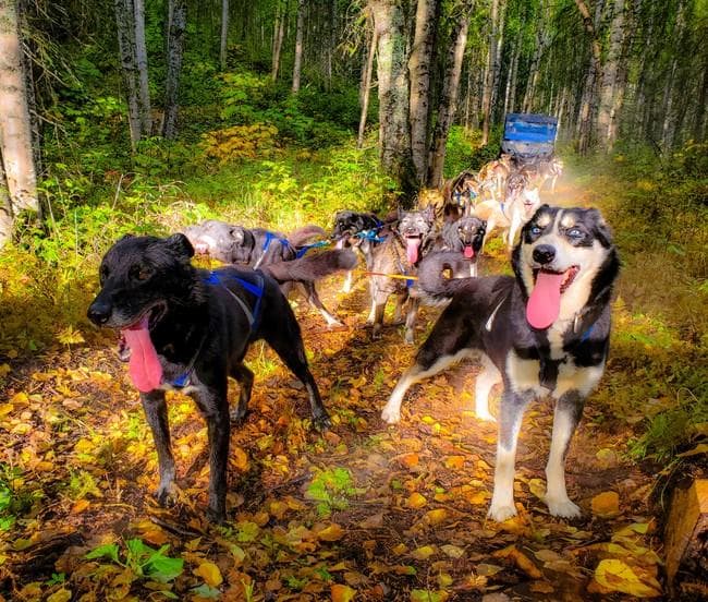 Dog Sled Adventure with Snowhook Guides of Alaska in Willow
