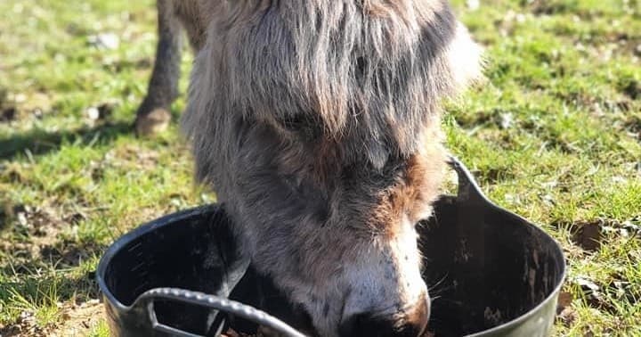 Meet the Donkeys at Lucky Tails Alpaca Farm