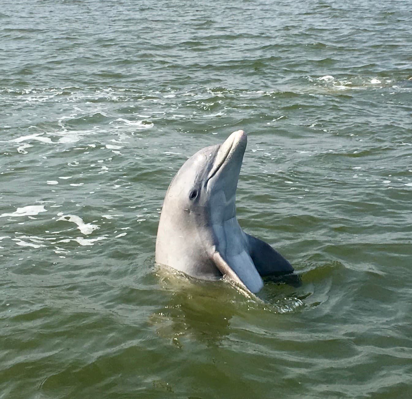 Savannah Private Charters: Custom Tidal Creek Cruises for Groups photo 3
