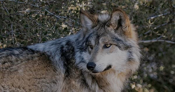 Adult wolf profile in forest at California wolf sanctuary