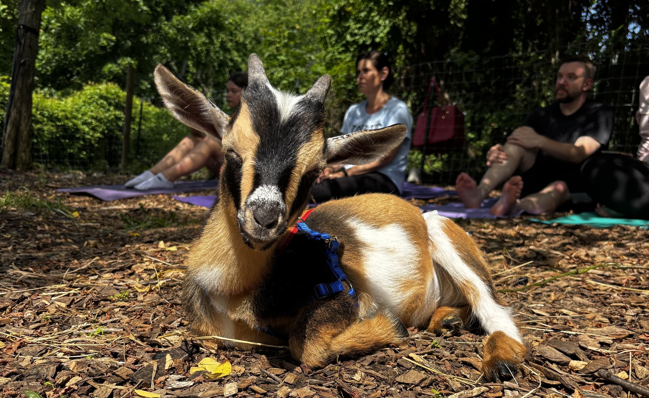 Goat Yoga & Rescue Sanctuary Experience in Ambler, PA