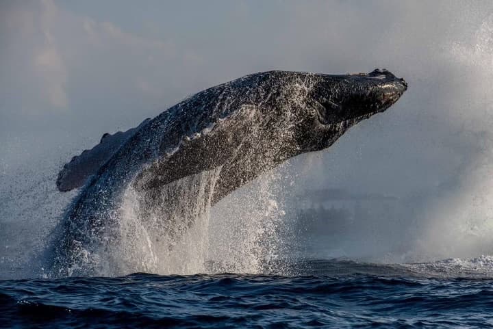Humpback whale breaching near ocean surface off Maui coast