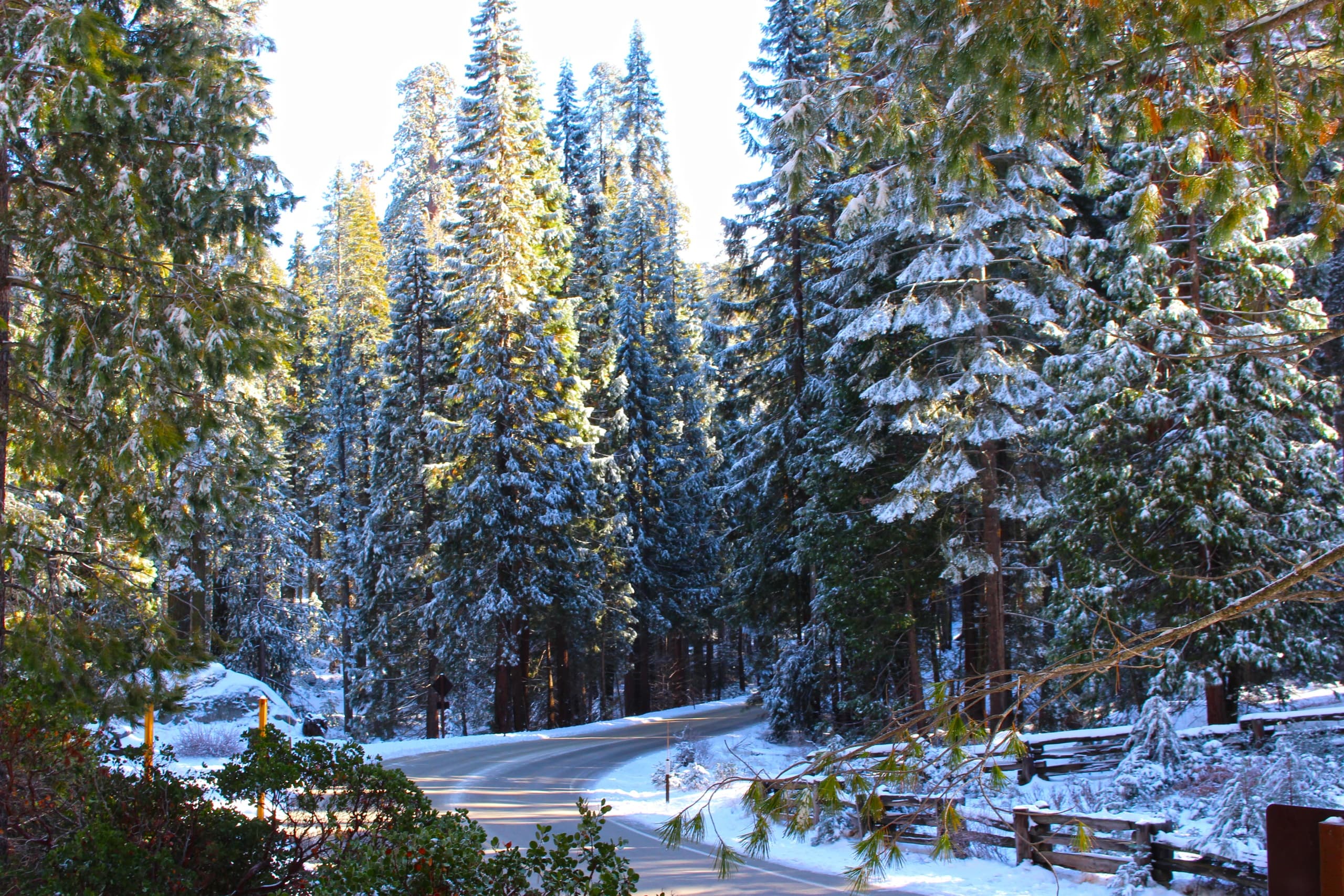 Sunset Among Giants: Sequoia Guided Hike in the Giant Forest photo 1
