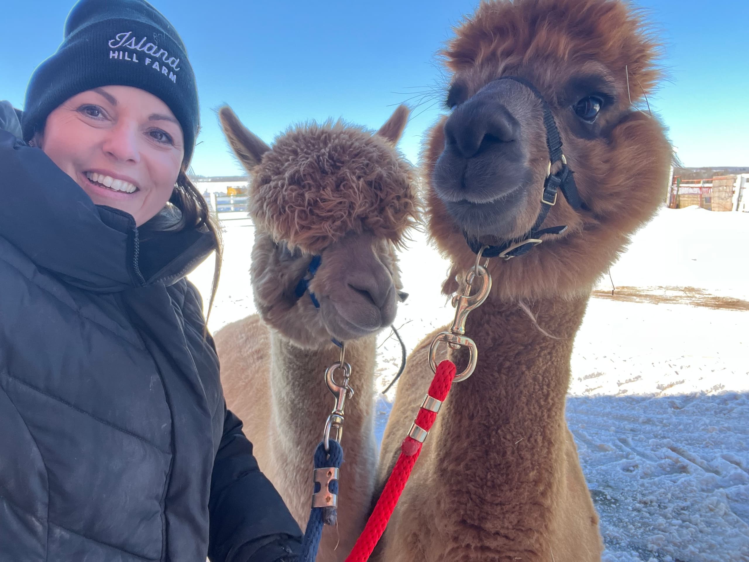 Alpaca Walk