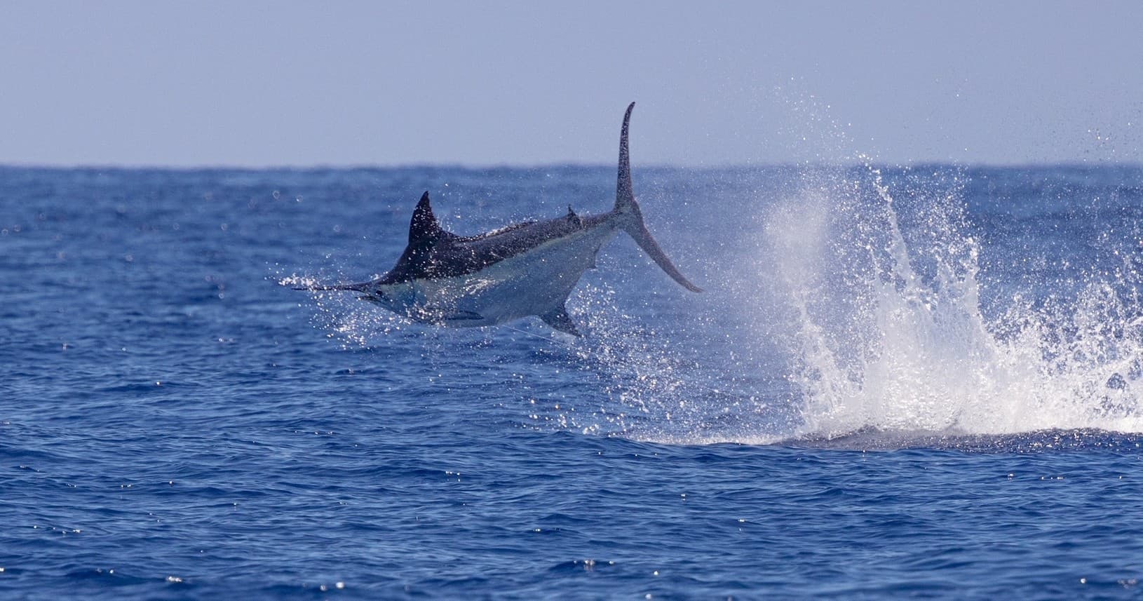 Tantrum Sportfishing team