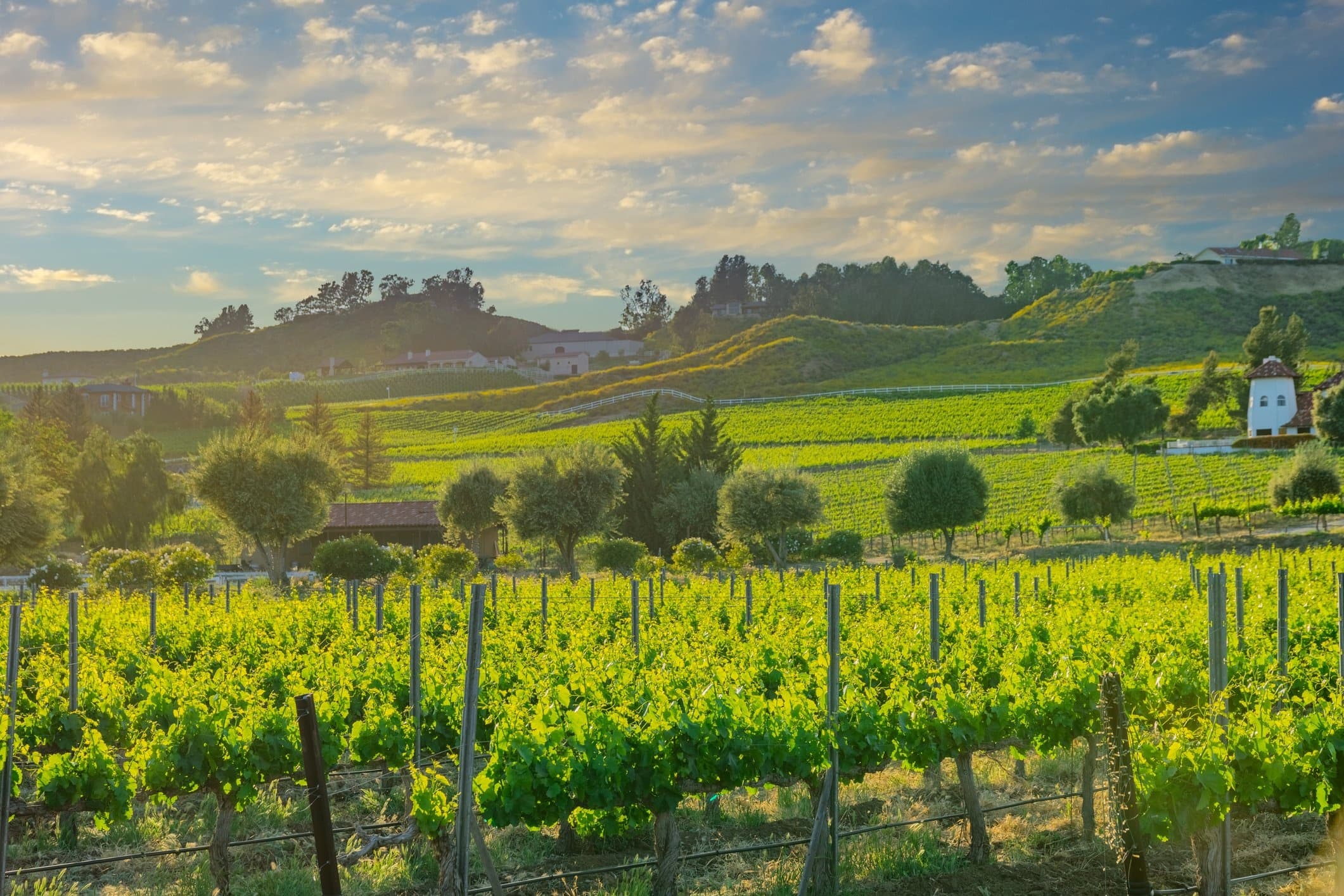 Wine Tasting & Luxury in Temecula's Wineries by Temecula Air Shuttle
