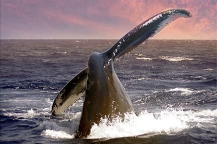 Intimate Whale Watching and Sunset Sail Along Oahu’s West Coast