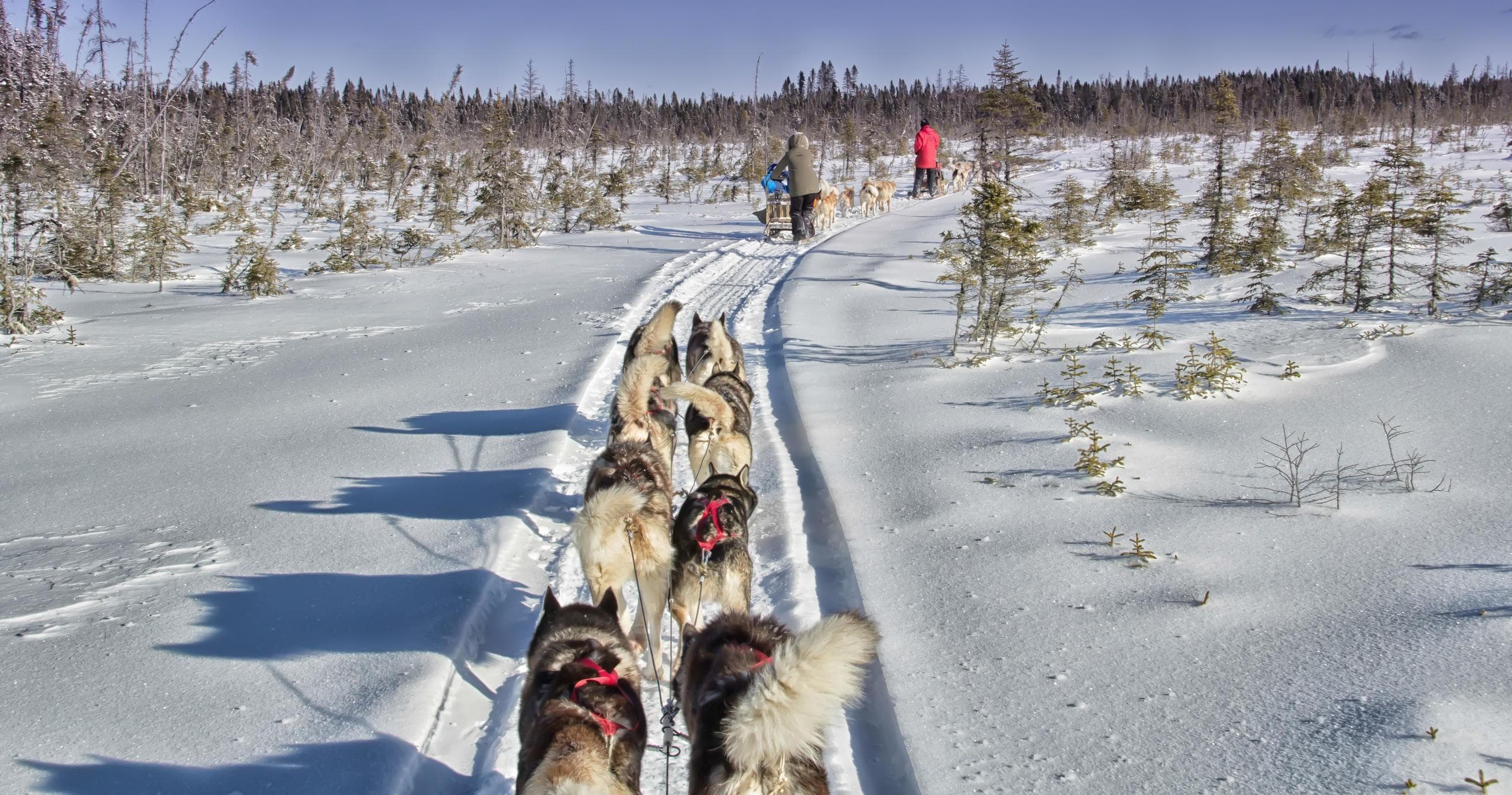 Dog sled team running through wide snowy trail in boreal forest