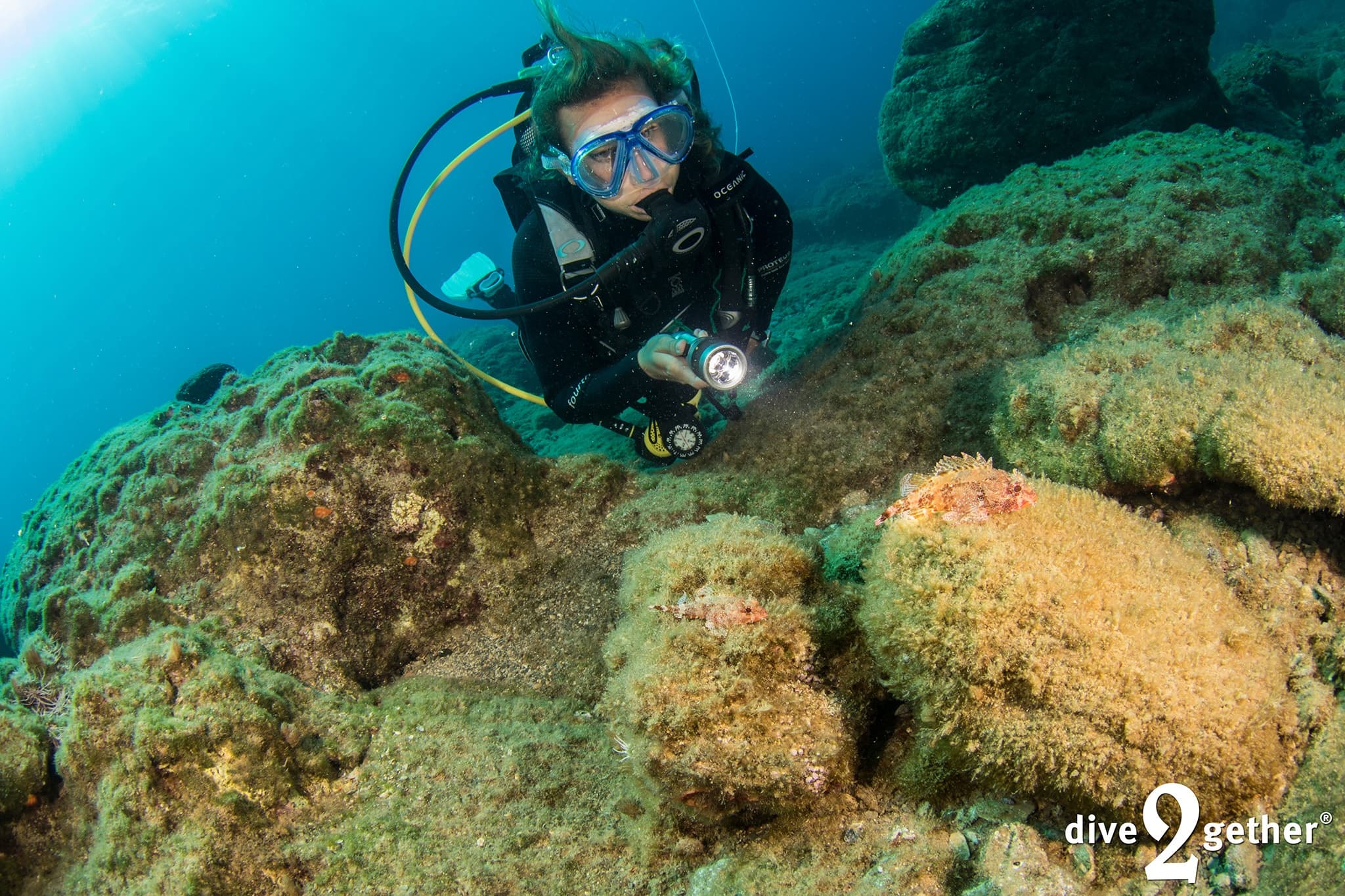 PADI Underwater Naturalist: Marine Biologist Dives with Dive2gether Crete in Plakias photo 3